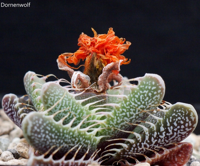 Faucaria Felina Tiger Jaws Rare Succulent Plant 10 Seeds image 1