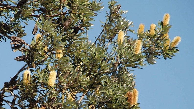 Banksia Conferta Glasshouse Banksia Stunning Shrub Very Rare Limited 5 Seeds image 4