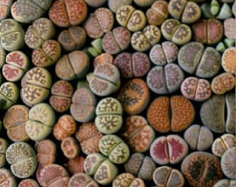 LITHOPS Mix Seeds Mischung 50 Seeds