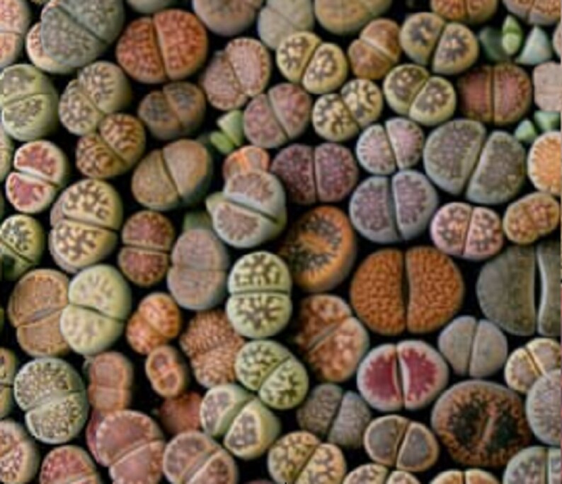 LITHOPS Mix Seeds Mischung 50 Seeds image 1