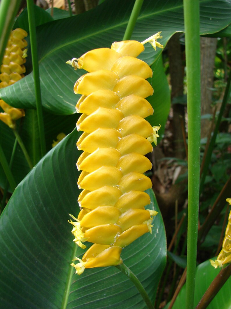 Calathea Crotalifera Yellow ' Rattleshaker ' Exotic Etsy