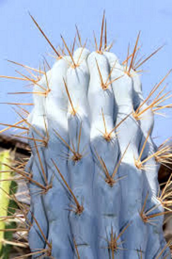 Browningia Hertlingiana Azureocereus Hertlingianus 10 Seeds * Blue Cereus Browningia Hertlingiana Azureocereus Hertlingianus 10 Seeds * Blue Cereus