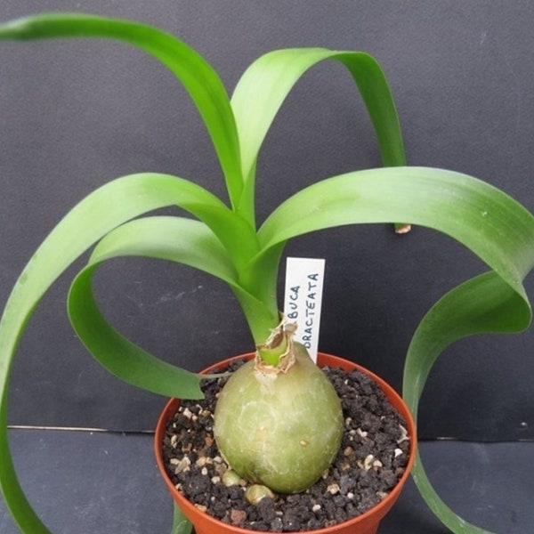 Albuca Bracteata ~ Pregnant Onion ~ Amazing Succulent ~ 5 Rare Seeds ~