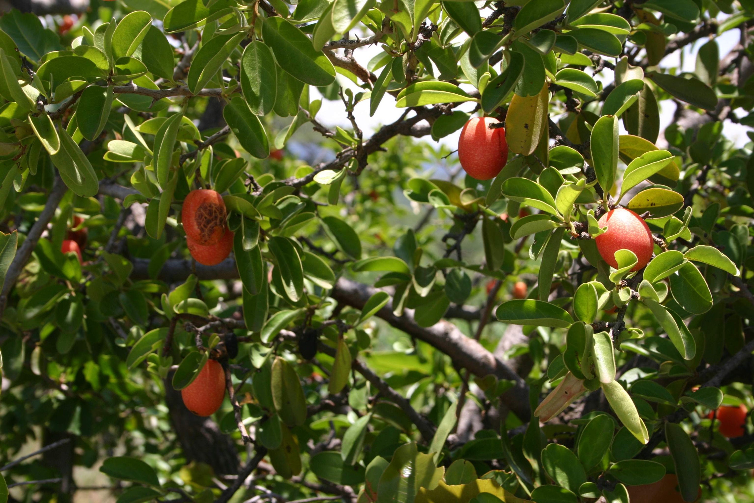 Ximenia Caffra Großer Sourplum Süßer Mandelduft Etsy Österreich