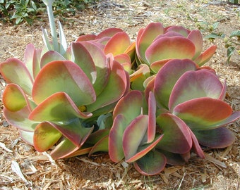 Kalanchoe Thyrsiflora * Flip Jacks Succulent * Paddle Plant * Rare * 10 Seeds *