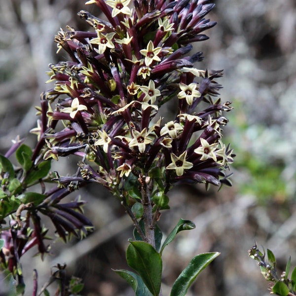 Cestrum buxifolium 'Black Beauty' - Seltene Blütenpflanze - 10 Samen