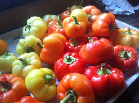 20 Fresh Seeds Alma Paprika Peppers Make Your Own Paprika * * Hot Apple