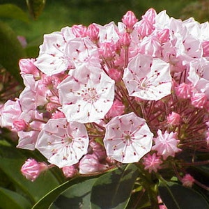 Kalmia Latifolia * Mountain Laurel Shrub * Stunning Pink Flowers * 50 Tiny Seeds *