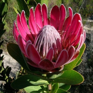 Protea Compacta Bot River Sugarbush Beautiful Pink Flowers 5 Seeds Amazing Rare image 4