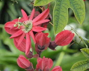 Passiflora Princeps - Passiflora Racemosa - Beautiful Passion Vines Fruit - 5 Seeds