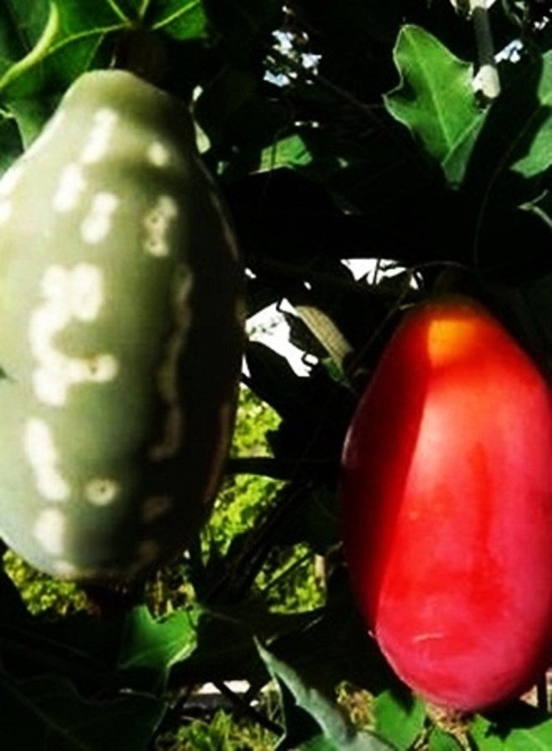 Coccinia Sessilifolia Rare 5 Fresh Seeds Africa Red Wild Cucumber Climber