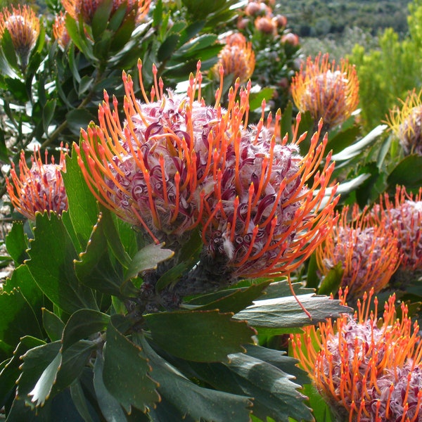 Leucospermum Glabrum - Outeniqua Pincushion - 5 Seeds