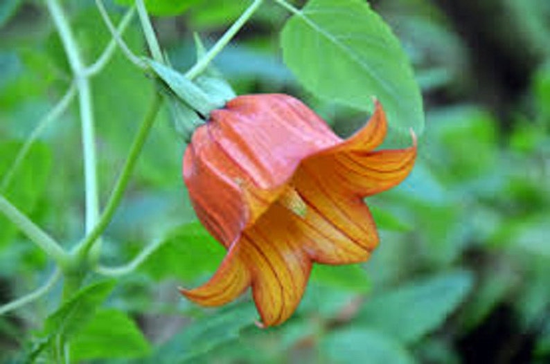 Canarina Canariensis Canary Islands Bell Flower Beautiful Rare 5 Seeds image 4