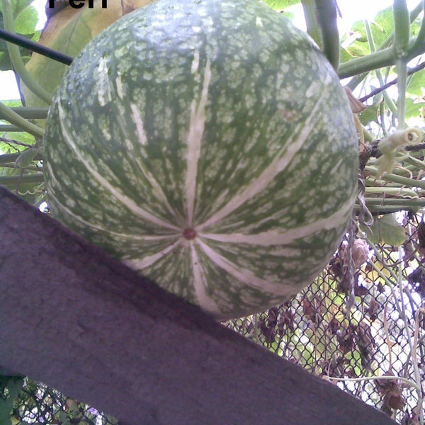 Cucurbita Ficifolia - Fig-Leafed Gourd - Asian Pumpkin - 10 Seeds