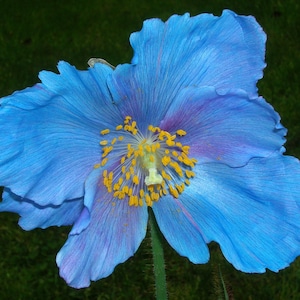 MECONOPSIS x Sheldonii 'Lingholm' Blue Poppy Rare 5 Seeds image 1