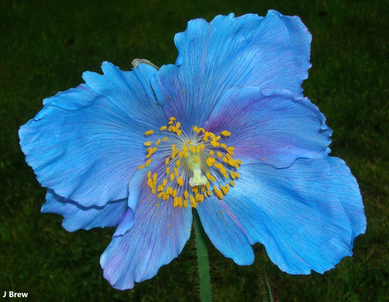 MECONOPSIS x Sheldonii 'Lingholm' Blue Poppy Rare 5 Seeds image 1