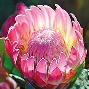 Protea Compacta Bot River Sugarbush Beautiful Pink Flowers 5 Seeds Amazing Rare image 1