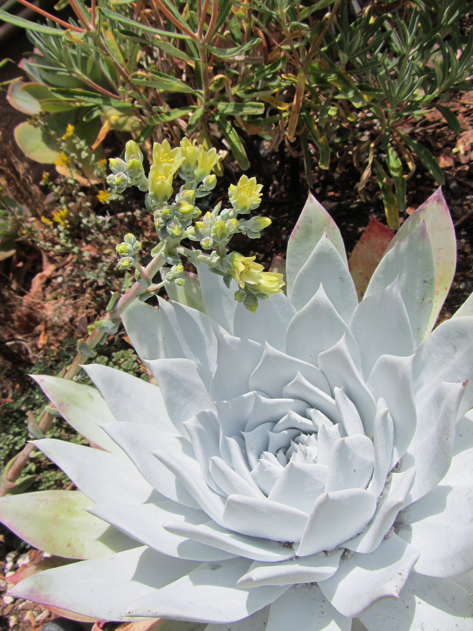 Dudleya Brittonii Giant Chalk Dudleya Amazing Mexican Etsy 日本