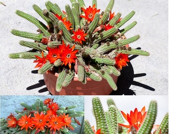 Lobivia Chamaecereus Sylvestris * Peanuts Cactus * RARE * Easy Cactus To Grow * 10 Seeds