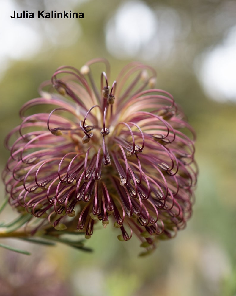 Banksia Violacea 3 Seeds Violet Banksia Ultra Rare Limited image 1