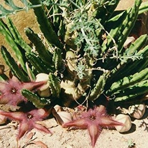 Stapelia Asterias Amazing Star Fish Flowers Rare Low Cactus 3 Seeds image 7