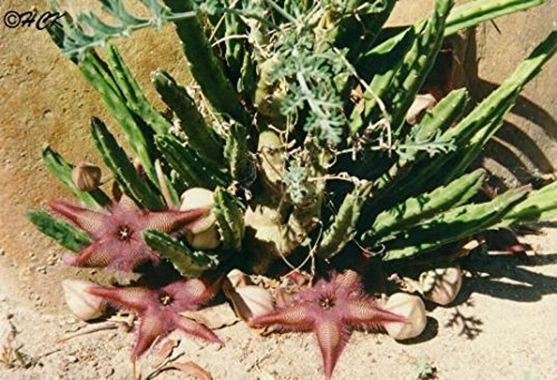 Stapelia Asterias Amazing Star Fish Flowers Rare Low Cactus 3 Seeds image 7