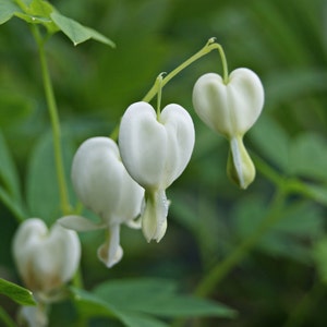 Dicentra Spectabilis Alba Bleeding Hearts Flower of Romance 5 Fresh Seeds image 2