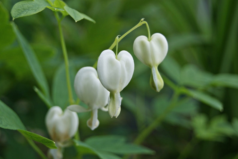 Dicentra Spectabilis Alba Bleeding Hearts Flower of Romance 5 Fresh Seeds image 2