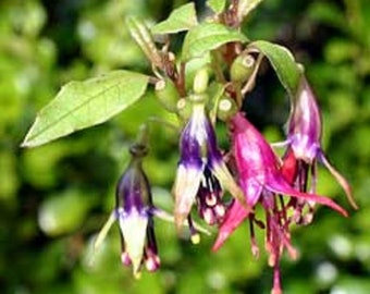 Fuchsia Excorticata * Tree Fuchsia * Largest Fuchsia Worldwide * Rare * 5 Seeds *