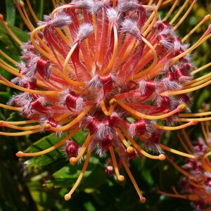 Leucospermum Cordifolium Pincuhion annuendo Incredibile arbusto Rari 3 semi immagine 2