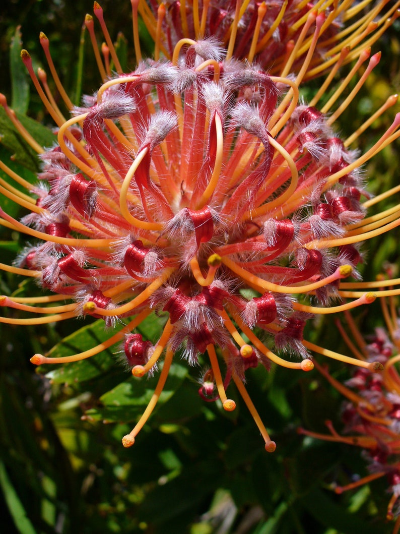 Leucospermum Cordifolium Pincuhion annuendo Incredibile arbusto Rari 3 semi immagine 2