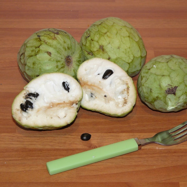 Annona Cherimola *Cherimoya Frucht* Aromatischer Puddingapfel* 5 frische Kerne*