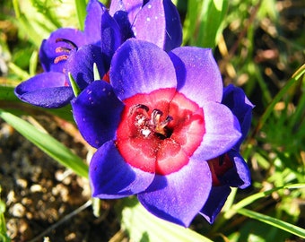 Babiana Rubrocyanea ~ Baboon Flower ~ Amazing Colourful Iridaceae ~ Rare 3 Seeds ~