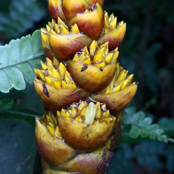 Guzmania Teuscheri * Amazing Epiphytic Bromeliad * Ornamental Tropical Plant * Rare 5 Seeds *