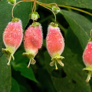 Kohleria Affinis - Cute Fussy Strange Flowers - New World Genus - 10 Tiny Seeds