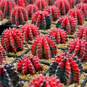 Gymnocalycium Mihanovichii 'Variegata' - Cultivated Plants Cactus - 5 Seeds - Green/Red/Yellow RARE