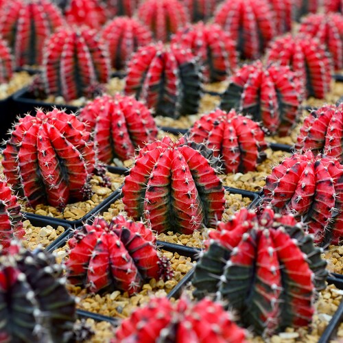 Gymnocalycium Mihanovichii 'Variegata' - Cultivated Plants Cactus - 5 Seeds - Green/Red/Yellow RARE