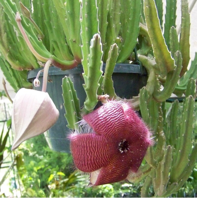 Stapelia Asterias Amazing Star Fish Flowers Rare Low Cactus 3 Seeds image 6