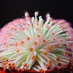 Drosera Derbyensis - Octopus Plant Petiolaris-Complex Carnivorous Very RARE 5 seeds - Tiny seeds Limited !