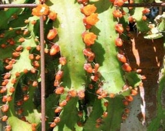 Rhipsalis Acanthorhipsalis Monacantha * Lepismium Pfeiffera Cacti * Orange Flower * 10 Seeds *