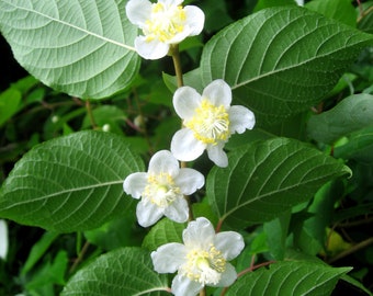 Actinidia Polygama * Silver Vine Kiwi * Unusual * 5 Rare Seeds *