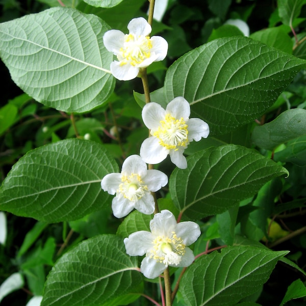 Actinidia Polygama * Silver Vine Kiwi * Unusual * 5 Rare Seeds *