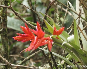 Tillandsia Compacta - Marvelous Bromeliad - Rare Air Plant - 5 Seeds