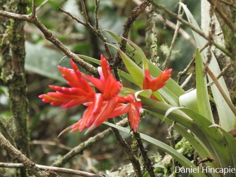 Tillandsia Compacta Marvelous Bromeliad Rare Air Plant 5 Seeds image 1