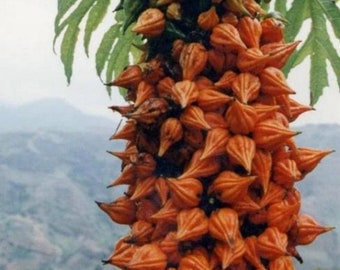 Carica Weberhaueri - Vasconcellea Weberbaueri - 3 Seeds - RARE PAPAYA