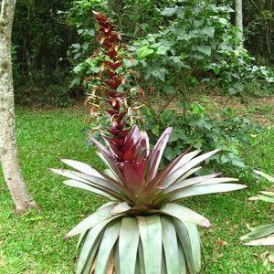 Alcantarea Imperialis Stunning Tropical Giant Bromeliad Very Rare 5 Seeds image 1