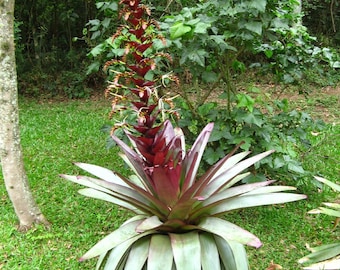 Alcantarea Imperialis Stunning Tropical Giant Bromeliad - Etsy
