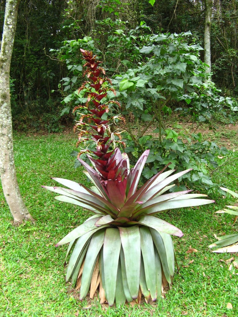 Alcantarea Imperialis Stunning Tropical Giant Bromeliad Very Rare 5 Seeds image 1