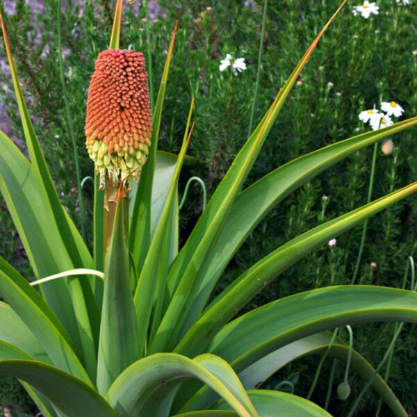 South Africa Kniphofia Northiae * Torch Lily * Tritoma Plant 5 Seeds * Very Rare *