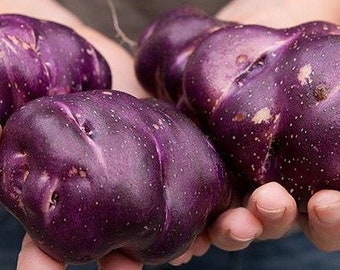 Cuchipa Ismaynin Potato - 10 Seeds - TPS True Potato Seeds - Rare